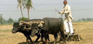 volunteers in front of the Taj Mahal